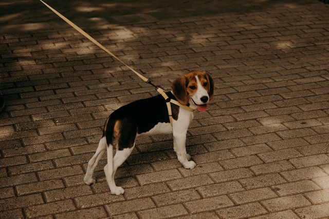 Leashed-beagle-dog-on-brown-brick-pavement